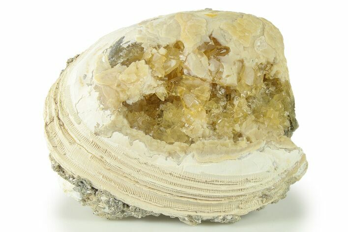 Fossil Clam (Mercenaria) With Fluorescent Calcite - Rucks Pit, FL #280358